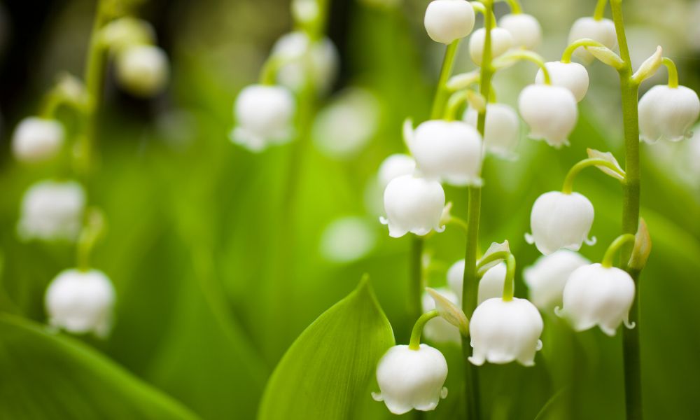 lily of the valley