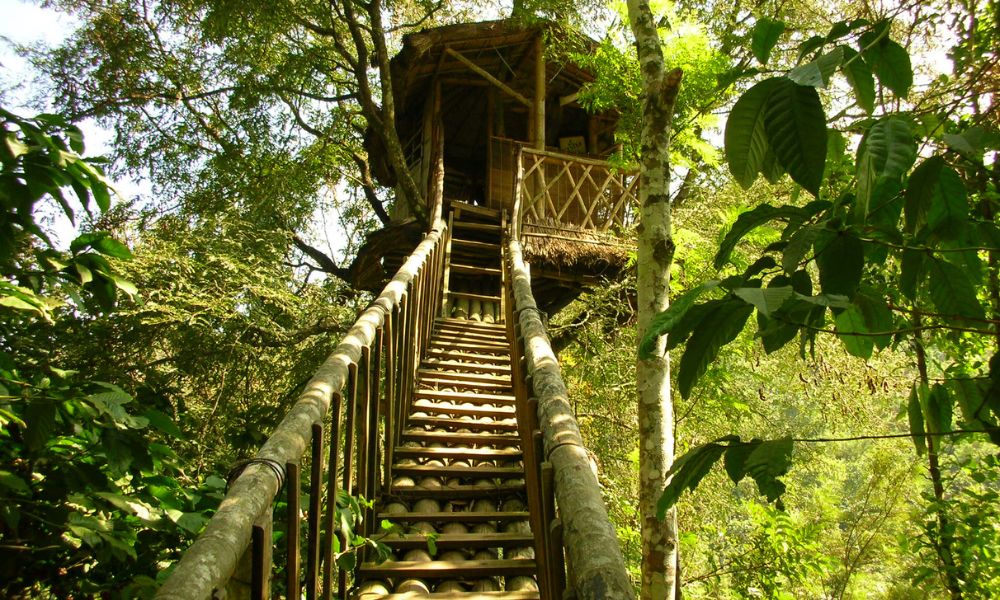treehouse