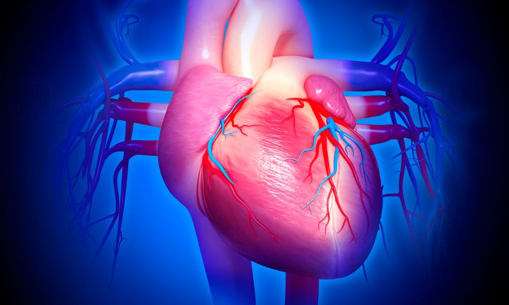 heart muscle