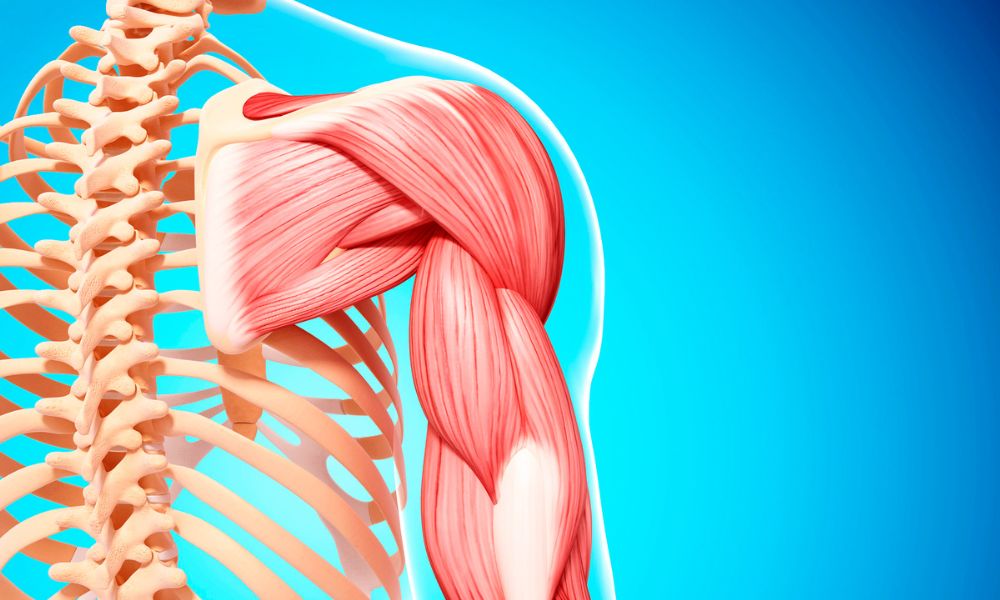 skeleton and arm muscles